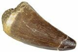 Fossil Mosasaur (Prognathodon?) Tooth - Morocco #286317-1